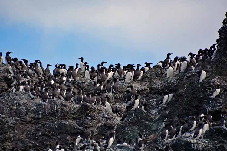 gull island